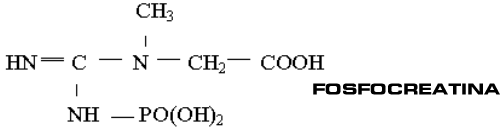 FOSFOCREATINA.gif (5470 bytes)